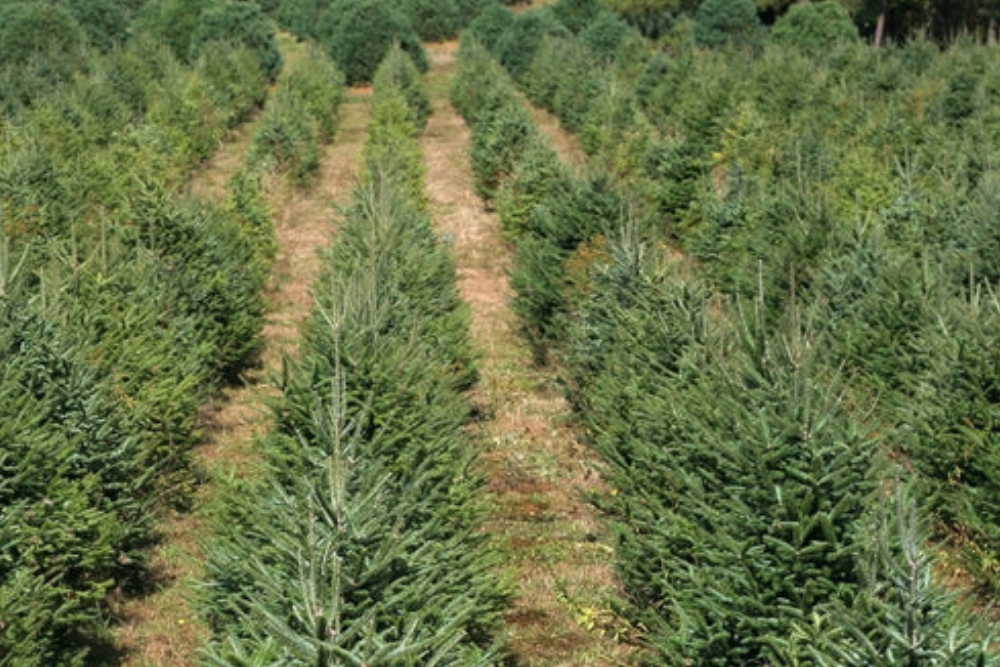 Vente de sapins de Noël à Bruxelles : Nordmann, Épicéas et Sapins en pot | Mon Sapin Enchanté