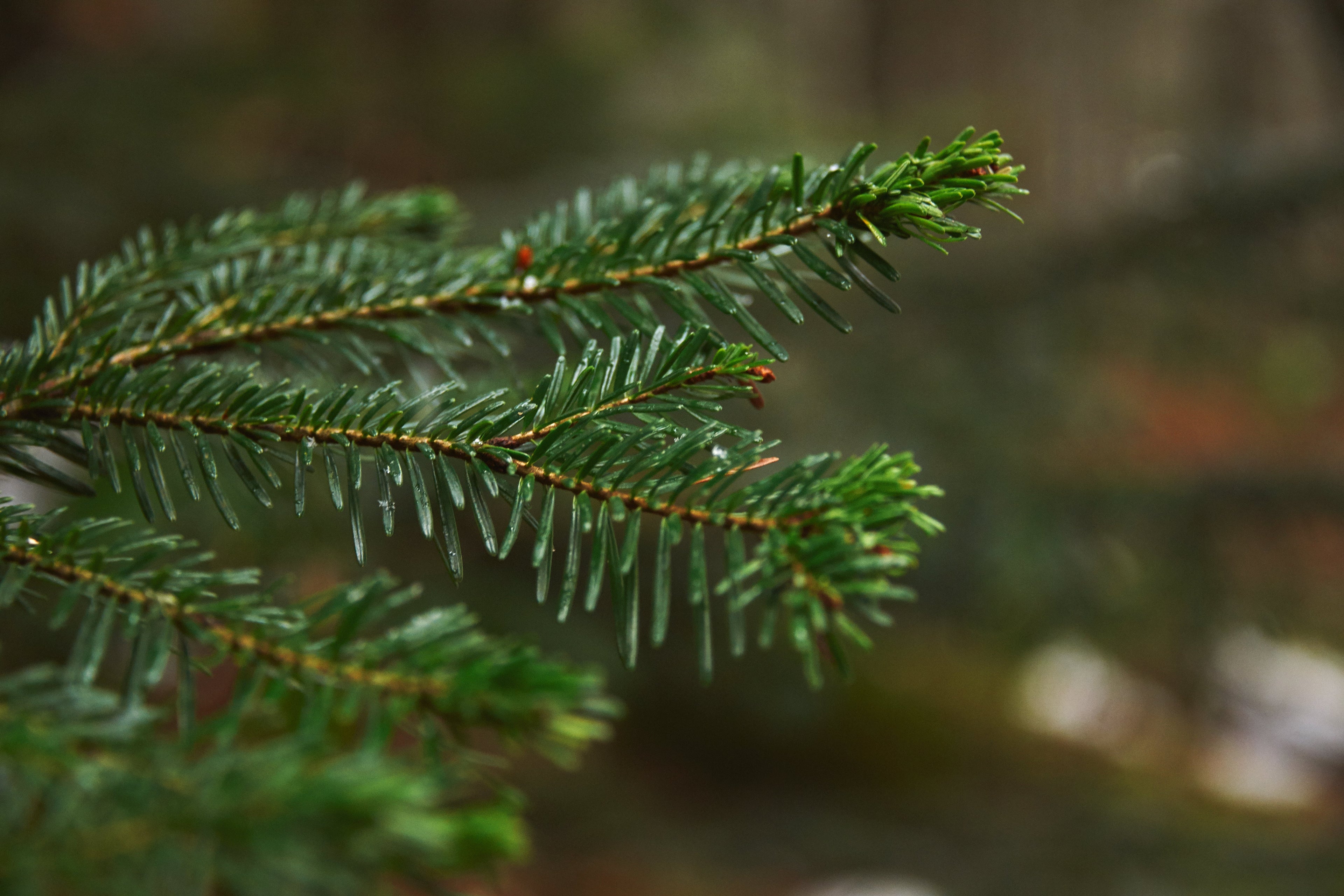 Sapin épicéa