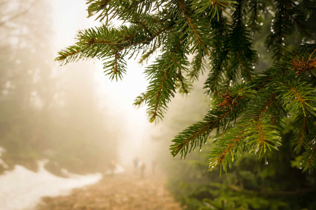 Sapin de Noël livré à Liège : commandez votre Nordmann ou Épicéa en ligne | Mon Sapin Enchanté