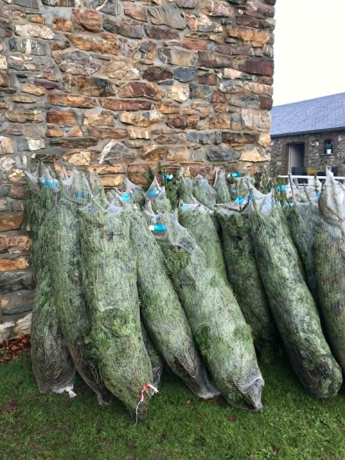 Sapins de Noël en ligne avec livraison à domicile/ Pourquoi?