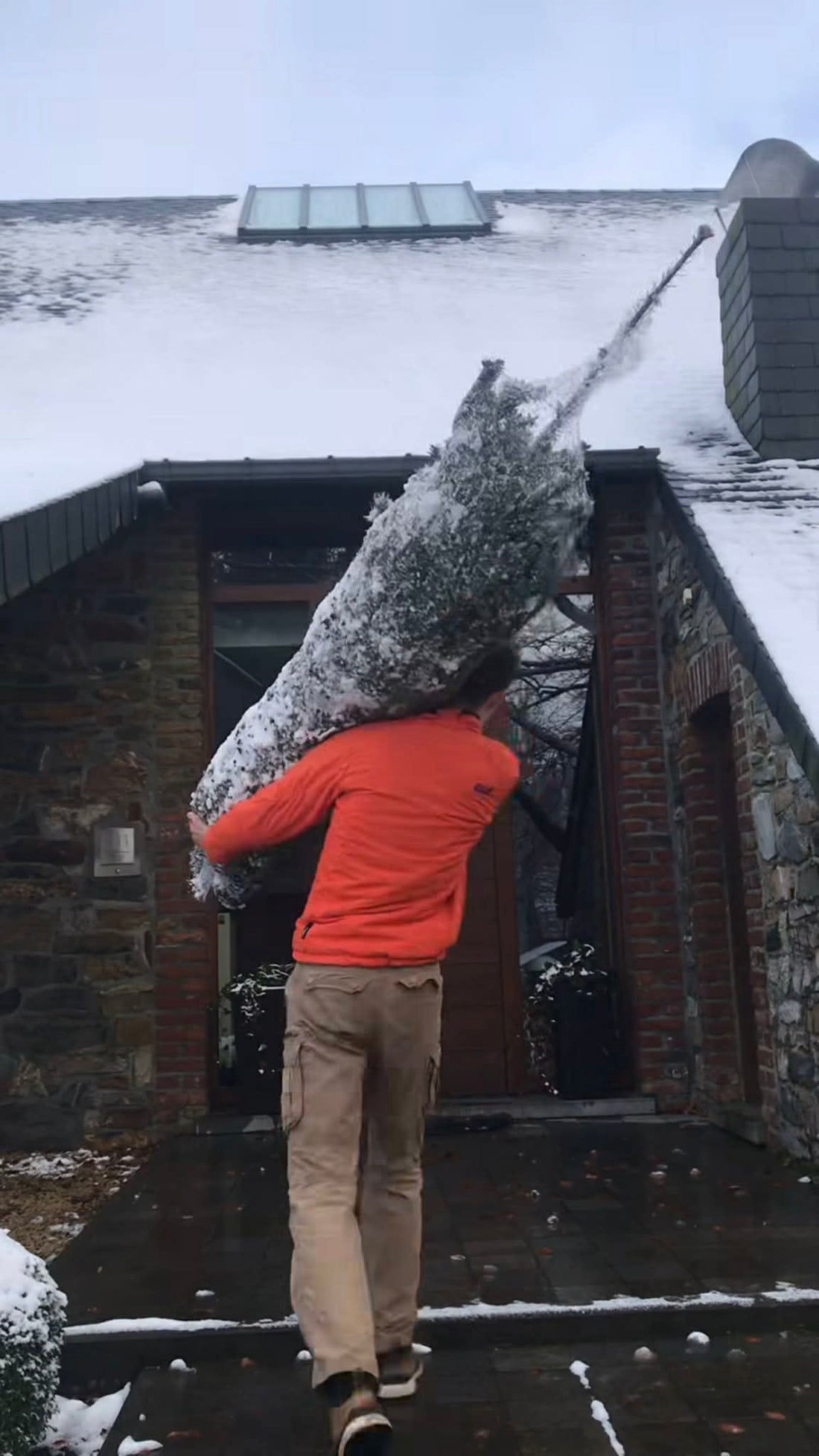 Sapin Nordmann : Le Guide Complet pour Choisir, Entretenir et Conserver le Roi des Sapins de Noël