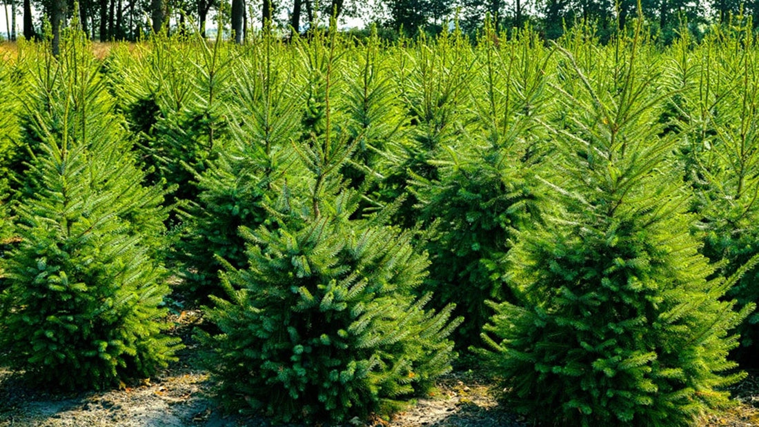 Types de sapins de Noël