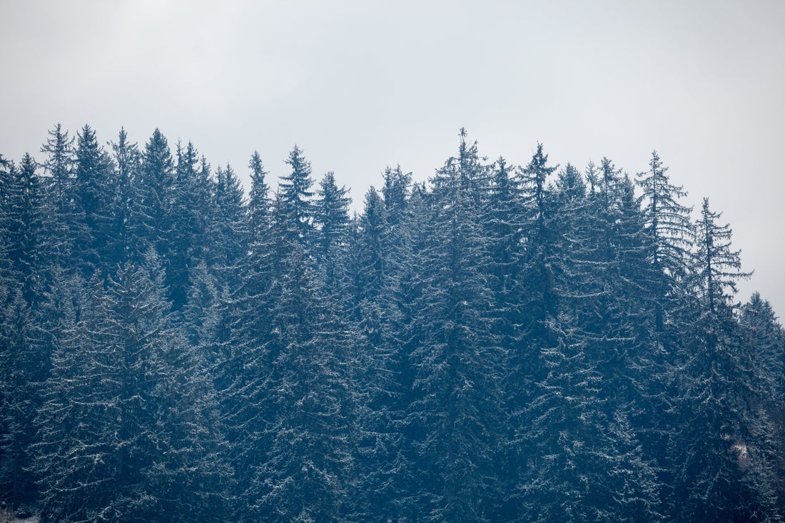Sapins de Noël en Ardenne, une qualité naturelle idéale pour vos fêtes | Mon Sapin Enchanté