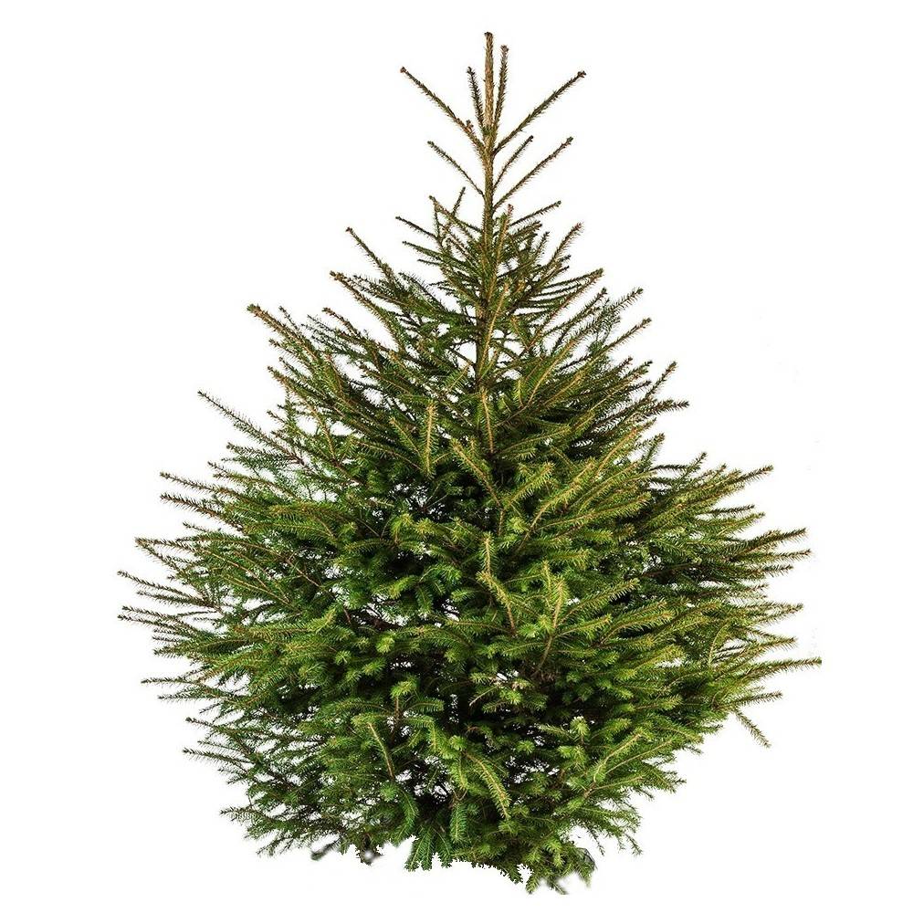 Sapin de Noël à Bruxelles : commandez en ligne, livraison offerte à domicile