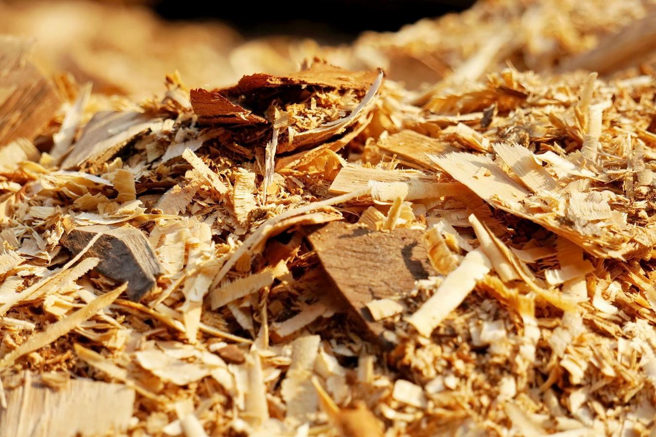 Comment recycler ou réutiliser son sapin après les fêtes ?