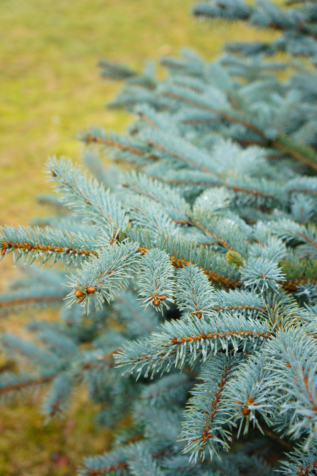 Sapins de Noel : Guide Ultime pour un Noël Parfait