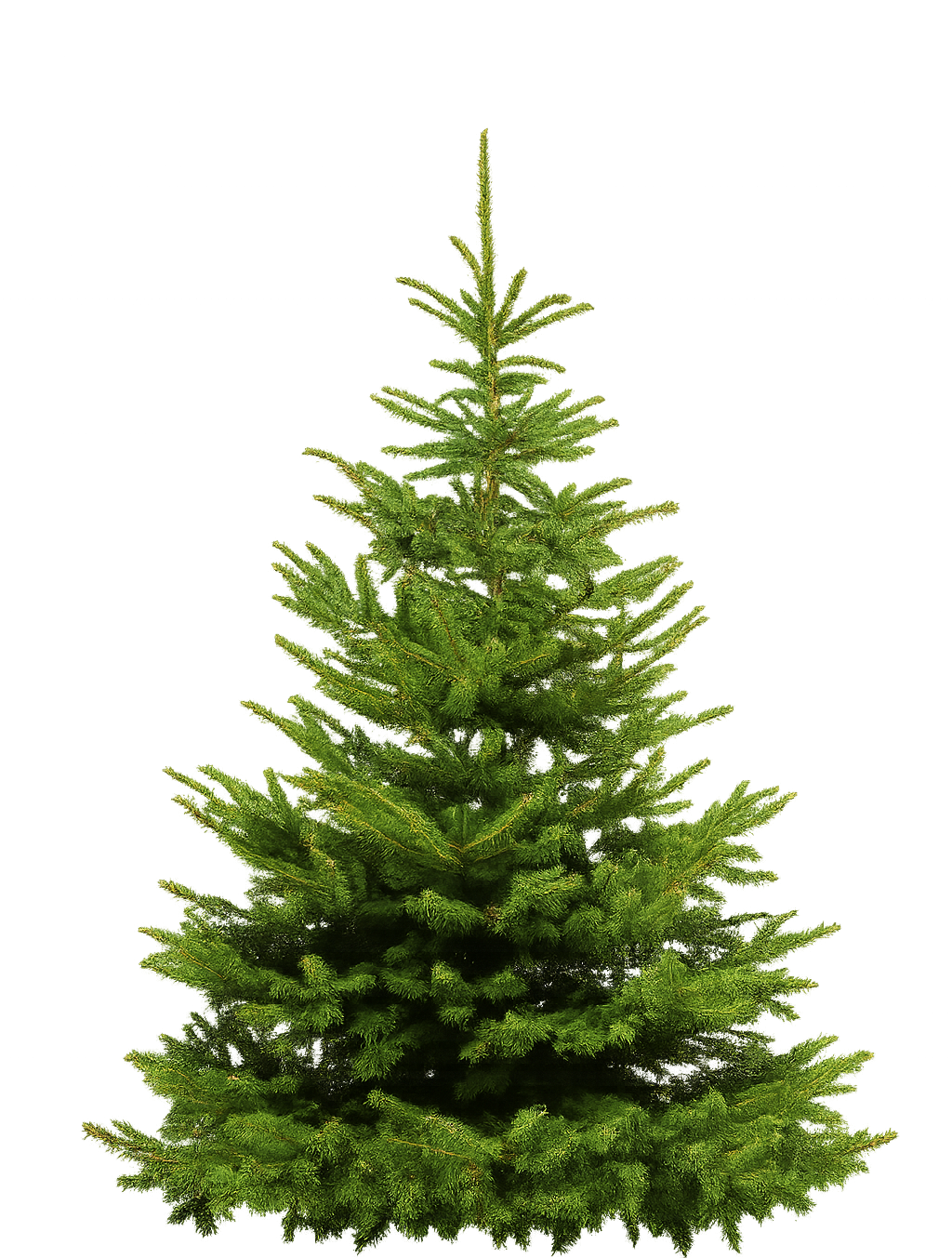 SAPIN NATUREL NORDMANN -                     Garantie Noël réussi (satisfait ou remboursé)