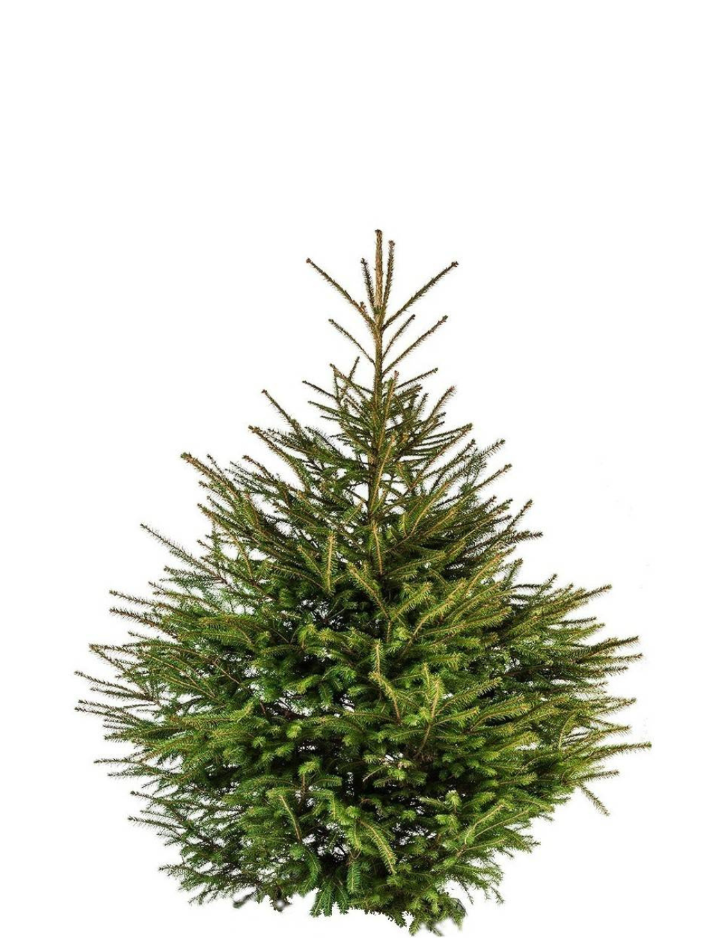 SAPIN NATUREL EPICEA - Garantie Noël réussi (satisfait ou remboursé)