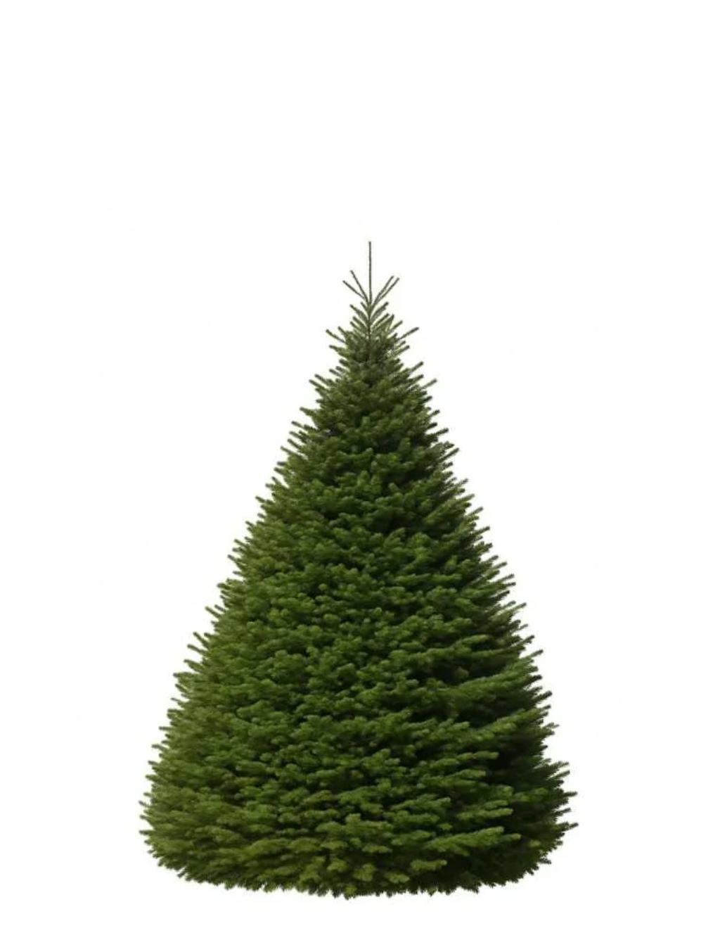 Sapin KingSize - Géant Ardennais - Garantie Noël Réussi
