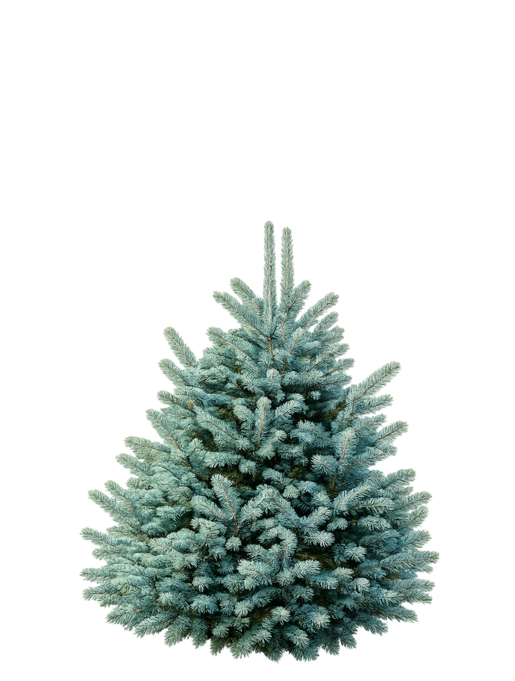 SAPIN NATUREL NOBILIS (Sapin bleu) - Garantie Noël réussi