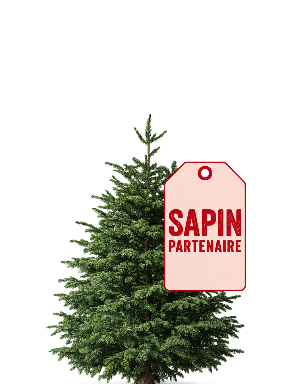 Sapin partenaire +