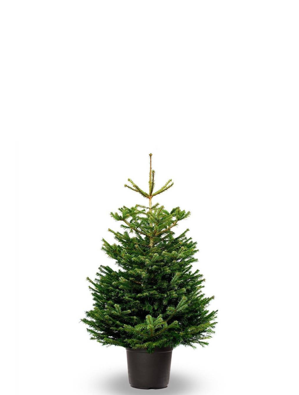 SAPIN NATUREL NORDMANN EN POT- Garantie Noël réussi (satisfait ou remboursé)
